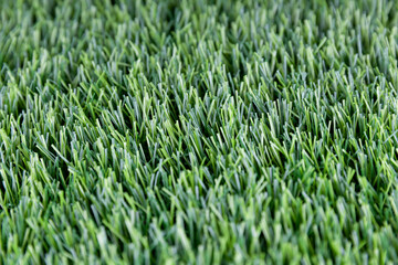 Close-up of mown lawn grass