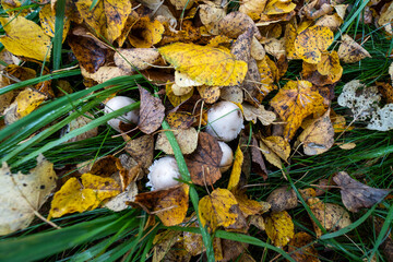 Schopftintling im bunten Laub 16