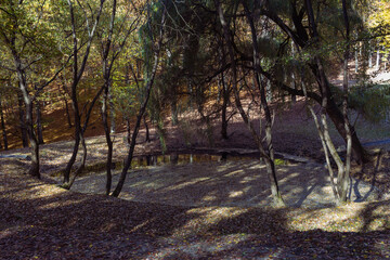 Fototapeta premium Forest autumn colorful landscape. Trees and paths with colorful leaves
