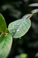 Cluster of bright red berries on a branch with glossy green leaves. The blurred background and soft bokeh create a calm, natural composition in an autumn atmosphere.
