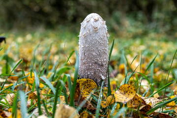 Schopftintling im bunten Laub 10