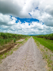 Aerial view of agricultural cornfields in Panama, Central America - stock photo