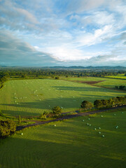Obraz premium Hay production fields for animals, with bales of straw after the harvest, Panama, Chiriqui, Central America - stock photo