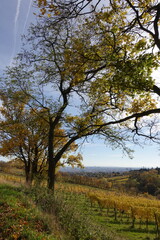 Fototapeta premium 葡萄畑とウィーンの街