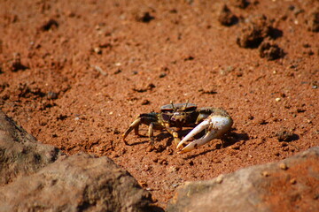crabe violoniste male sur le sable rouge du lagon de moulay-bouselham, maroc