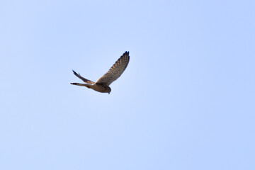 Eurasian Kestrel Flying in Blue Sky Over Cape Limassol, Cyprus