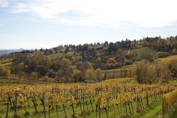 色づく丘と葡萄畑