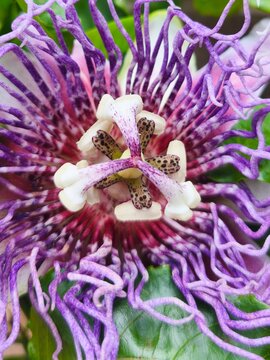 flor de maracuja