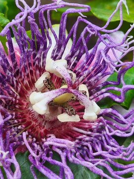 flor de maracuja 