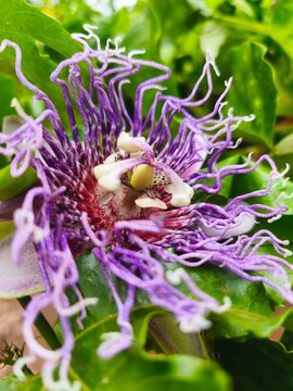 flor de maracuja