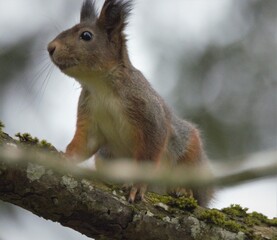 squirrel on a tree