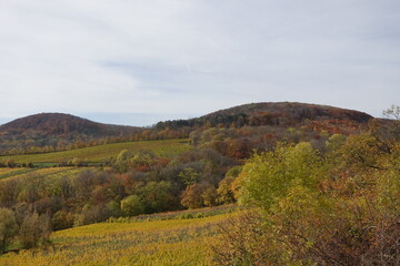 Fototapeta premium 色付く秋の丘と葡萄畑