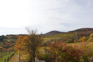 紅葉と葡萄畑