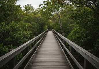 Elevated wooden walkway traversing a dense coastal wetland habitat. This serene path guides visitors safely through the delicate, lush natural ecosystem, environment, nature, vegetation