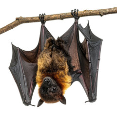 PNG of vampire bat hanging upside down from a branch, showcasing nocturnal wildlife. Ideal for spooky, gothic, and nature-themed projects with transparent background for versatile use