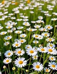 Fototapeta premium Field of white oxeye daisies blooming in a sunlit meadow, vibrant and fresh, yellow center, verdant