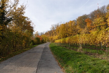 Fototapeta premium 紅葉の中の小径