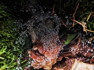 Dew on cobwebs on moss near dry autumn leaves