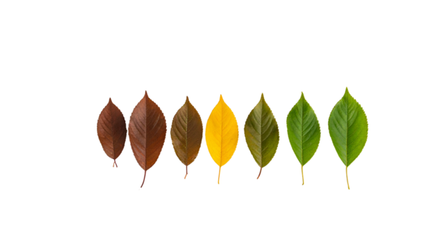 Leaves in a row, showing a color transition from brown to green against a black background