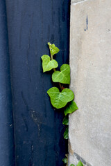 Lierre qui s'immisce entre une porte et un mur en pierre