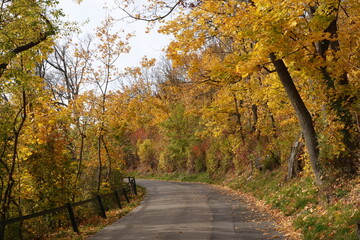 紅葉の中の小径