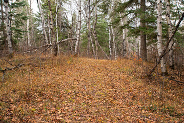 Autumn hike in the Canadian woods