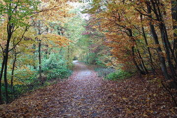 枯葉を抜ける小径