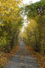 木々のトンネルの小径