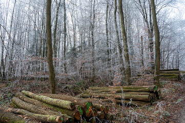 Fototapeta premium Field path in the forest with firewood and hoarfrost on a cold winter day
