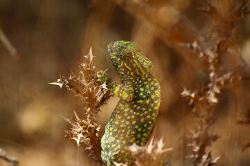 Caméléon dans la nature, Moulay-Bouselham, Maroc