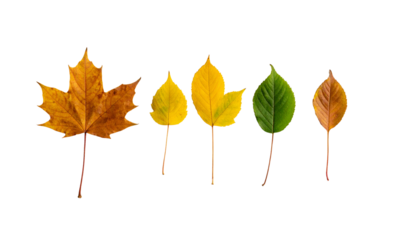 Five detached leaves in varying autumnal colors, arranged horizontally against black