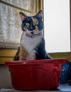 Leila,la gatta calico nella bacinella