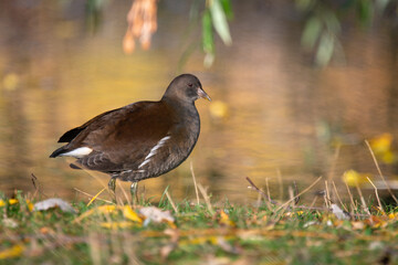 Common Moorhen Standing on Lakeshore Grass