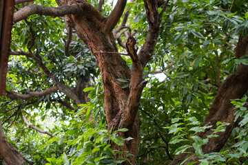Detailed view of textured tree bark and branches among dense green leaves in daylight