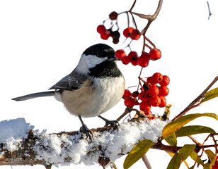 Winter Songbird and Red Berry Branch