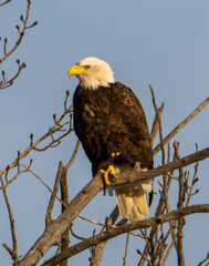 Bald eagle perched in tree