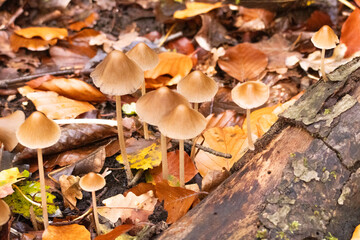 mushrooms in autumn forest