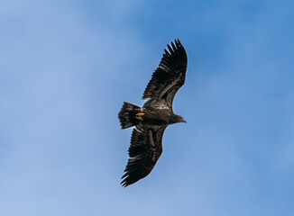 Bald eagle in flight with blue sky