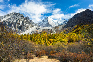 Yellow pine forest with snow mountains in the background at Yading Nature Reserve