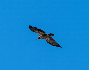 Obraz premium Bald eagle in flight with blue sky