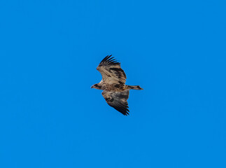 Bald eagle in flight with blue sky
