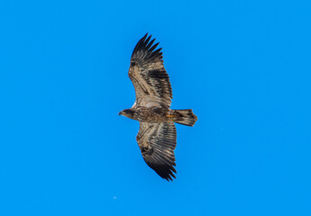 Bald eagle in flight with blue sky