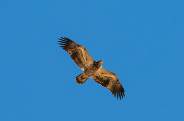 Obraz premium Bald eagle in flight with blue sky