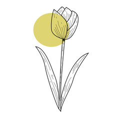 tulip flower vector