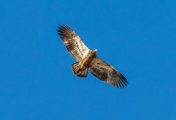 Bald eagle in flight with blue sky