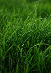 Dense patch of wild green grass showing robust texture and intertwined blades growing vigorously in a natural field environment, garden, organic, natural