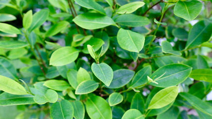 Colombian little tree of coca used to make cocaine.