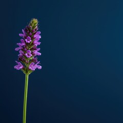Obraz premium A vibrant purple blossom featuring a slender green stem stands prominently in the foreground, sharply contrasting with the deep, uniform blue background ,stem, minimalism, blossom