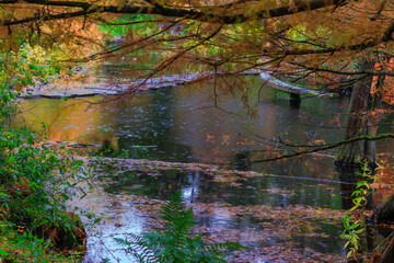 Fall trees landscape in vibrant colors
