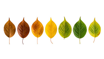 Leaves arranged horizontally, showcasing a gradient from green to brown with a black background